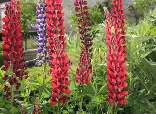 Как удачно посадить люпин в грунт