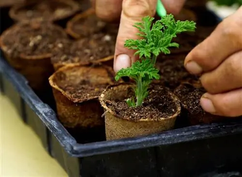 Обрезка ароматной герани «Антикомар»