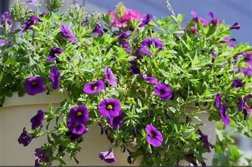 Черенки свисающей петунии: советы и способ