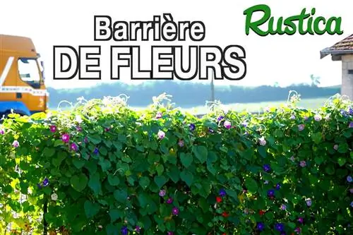 Как украсить забор однолетними вьющимися цветами