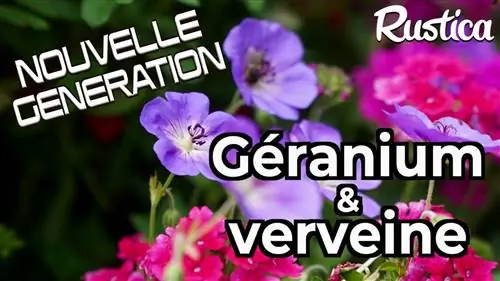 Герань 'Rozanne' (Гибридная герань) и вербена Endurascape