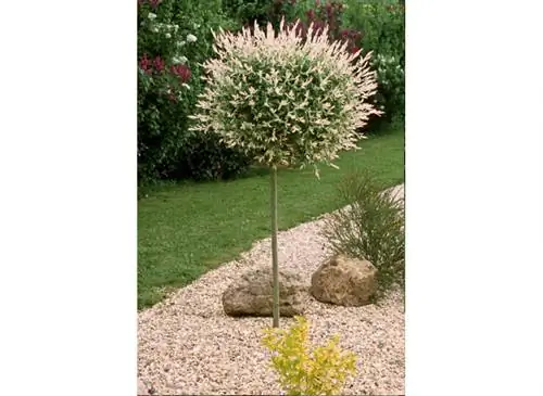 Ива на стебле