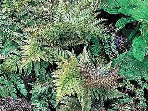 Вечнозеленые папоротники (Dryopteris erythrosora)