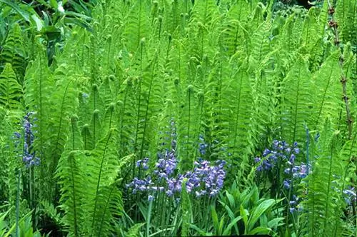 Matteucia pensylvanica, немецкий папоротник.