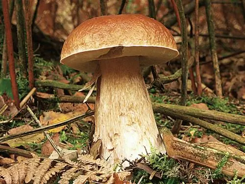 Бордоский белый гриб (Boletus edulis): идентификационный паспорт