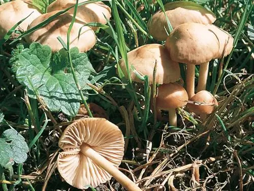Депрессия Ореадес (Marasmius oreades)