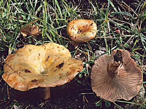 Кровяная лактария (Lactarius sanguifluus)