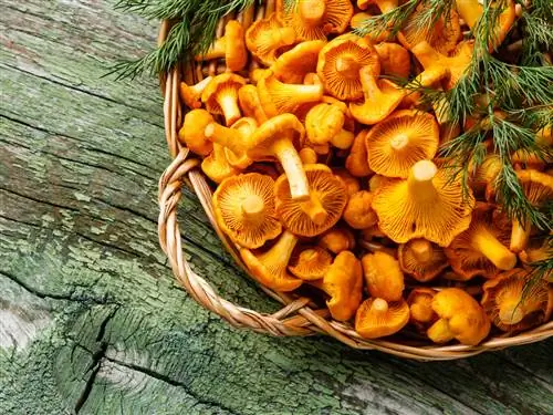 Технический паспорт: лисичка (Cantharellus cibarius)