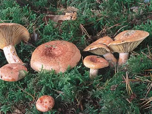 Вкусный молочай (Lactarius deliciosus)