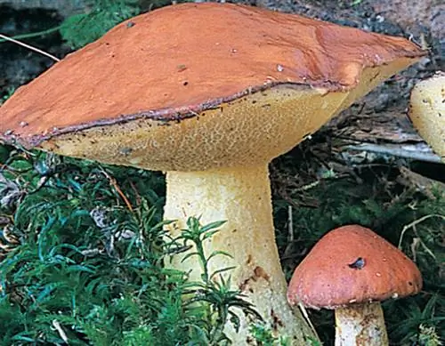 Знай грибы: Подберезовики гранулированные (Suillus granulatus)