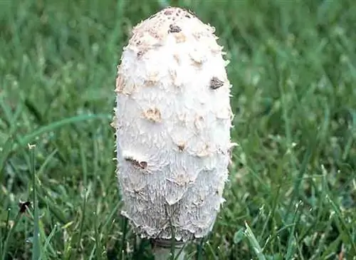 Волосатая свинья (Coprinus comatus): как ее распознать