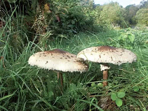 Кумелла (Macrolepiota procera): идентификационный паспорт