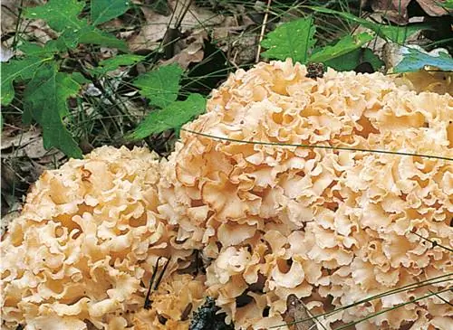 Спарассис вьющийся (Sparassis Crispa) Спарассис вьющийся (Sparassis Crispa)