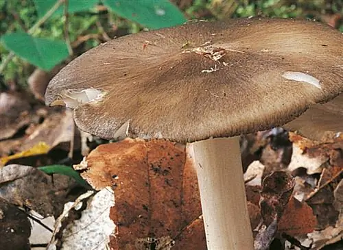 Коллиби широколопастный (Megacollybia platyphylla) Коллиби широколопастный (Megacollybia platyphylla)