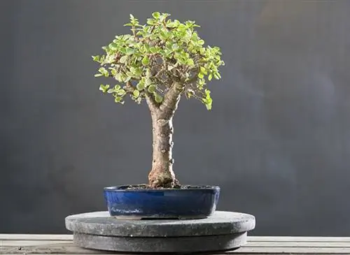 Бонсай Портулакария afra variegata. Форма Хокидачи. Комнатный бонсай Бонсай Портулакария afra variegata. Форма Хокидачи. Комнатный бонсай