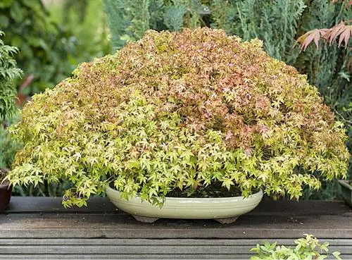 бонсай: Acer 'Kiyohime' бонсай: Acer 'Kiyohime'