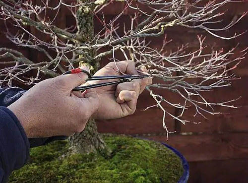 Обрезка лиственного бонсай: Acer palmatum 'arakawa' Обрезка лиственного бонсай: Acer palmatum 'arakawa'