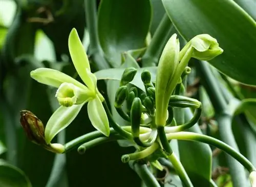 Как вырастить ванильную орхидею (Vanilla planifolia)