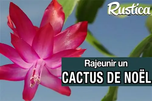 Как омолодить старый рождественский кактус?
