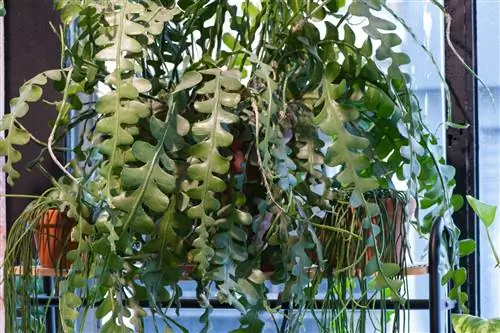 Epiphyllum anguliger: как вырастить кактус зигзаг?