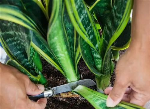 Удачная обрезка сансевиерии (Сансевиерия)