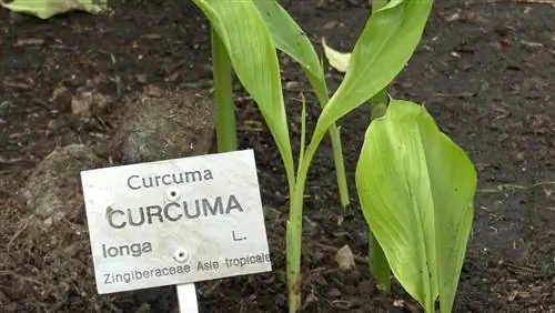 Как размножить Zingiberaceae в домашних условиях?