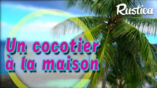 Как вырастить Cocos nucifera в помещении?