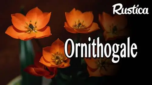 Культивирование орнитогалума сомнительного, Ornithogalum dubium