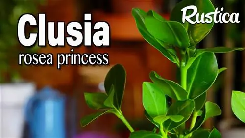 Выращивание Clusia rosea Pincess в помещении
