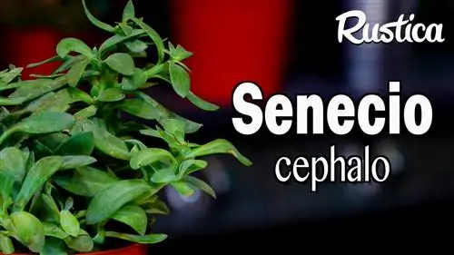 Обрезание и уход за сенецио цефалофором