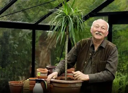 Успешно соберите черенки с драцены маргинаты