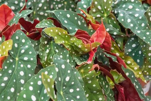 Как правильно вырастить бегонию пятнистую