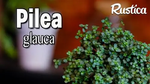 Как хранить и черенки пилеи глауки