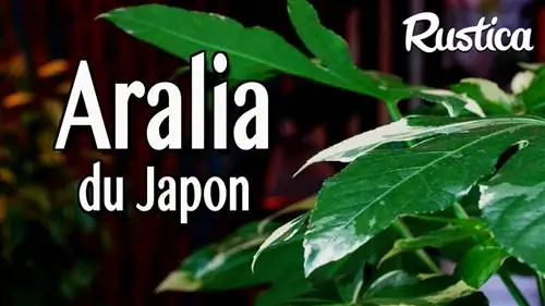 Выращивание аралии японской Вариегаты в помещении