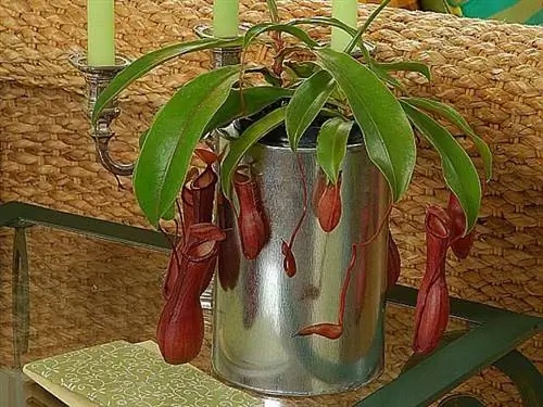 Непентес, хищное растение