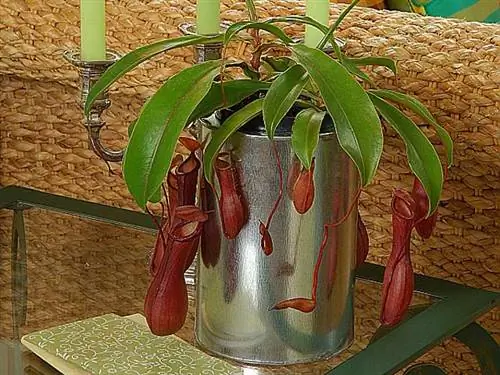 Хищные растения зимой