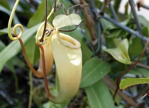 Урны с непентесом сибуянским