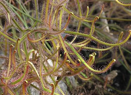 Drosera binata var. Дихотома