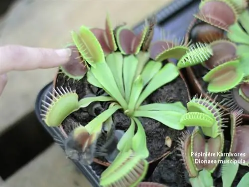 Разновидности хищных растений для начала