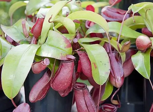 Непентес «Кровавая Мэри»