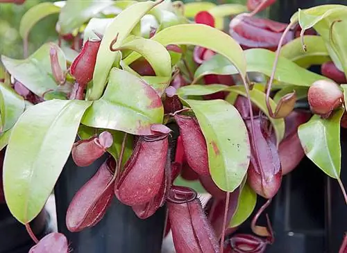 Пересадка непентеса