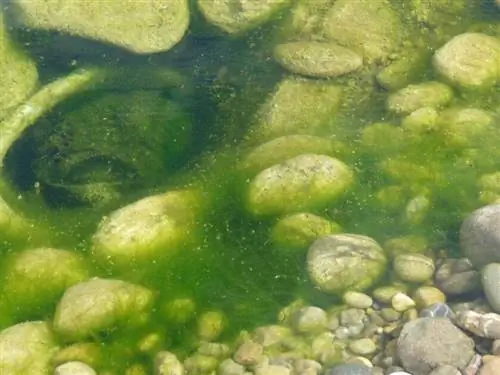 Нитчатые зеленые водоросли в пруду поздней весной, фото Алена Делави