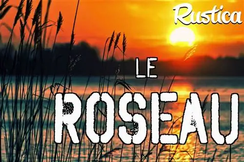 Какую пользу приносит камыш в саду?