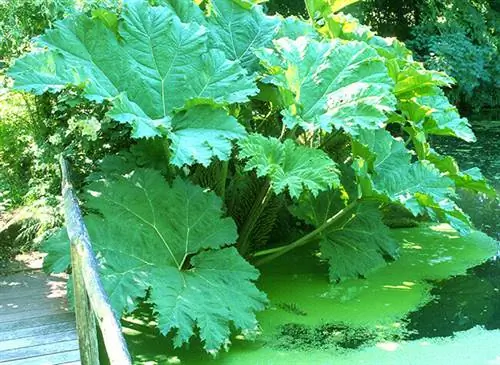 Gunnera manicata на берегу пруда.