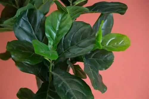 фикус лирата