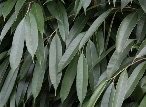 Фикус Сабля (Ficus binnendijkii 'Alii')