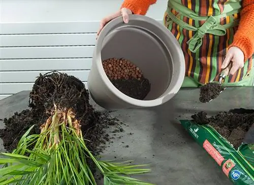 Пересадка ареки, комнатной пальмы