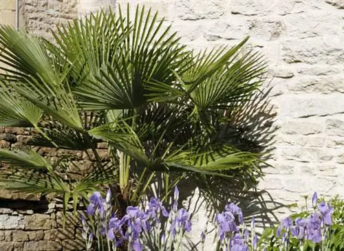 Холодостойкие уличные пальмы