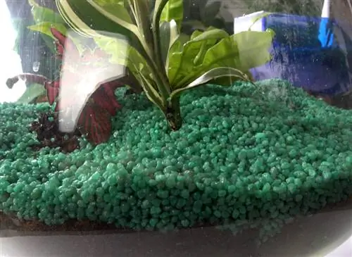 Создание террариума из зеленых растений