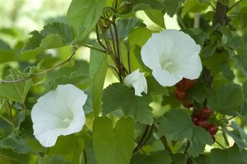 Эффективно боремся с распространением вьюнка в саду